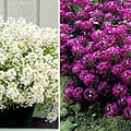 alyssum 2.jpg